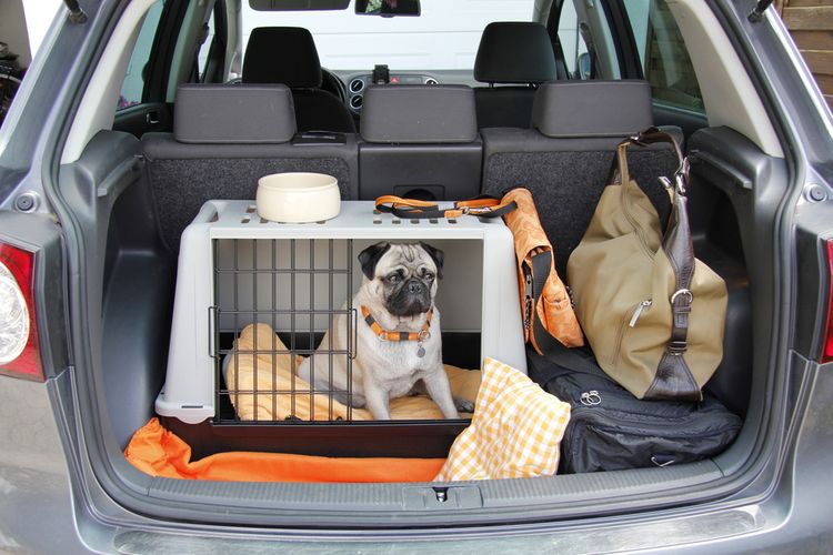 A kutya biztonságos szállítása autóban