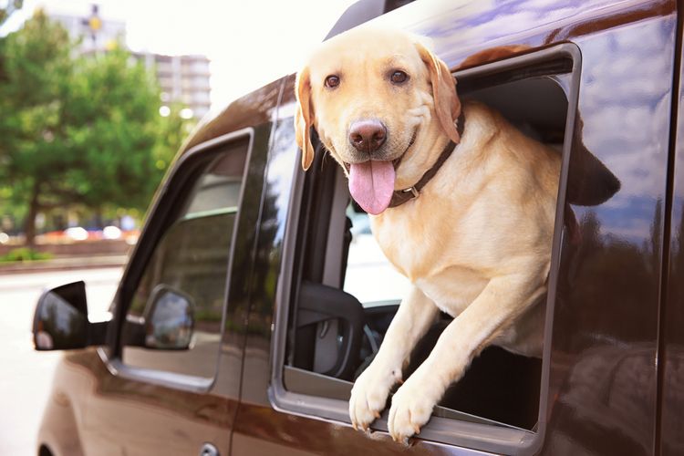 Hogyan szállítsuk a kutyát az autóban? 