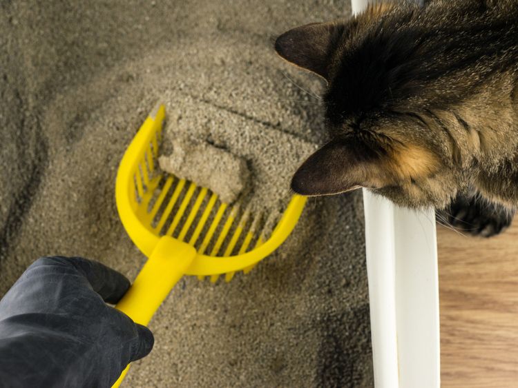 A macskaalom tisztítása