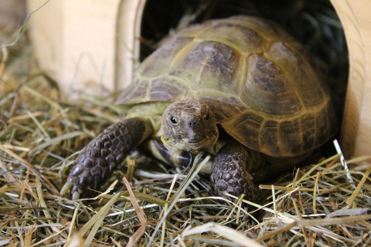 Szalma a terráriumban a teknős számára