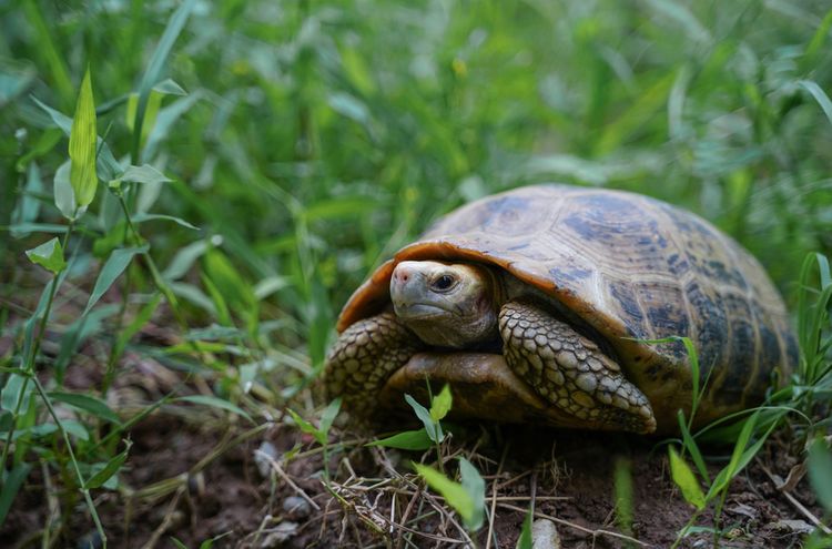 Teknősök a kifutón