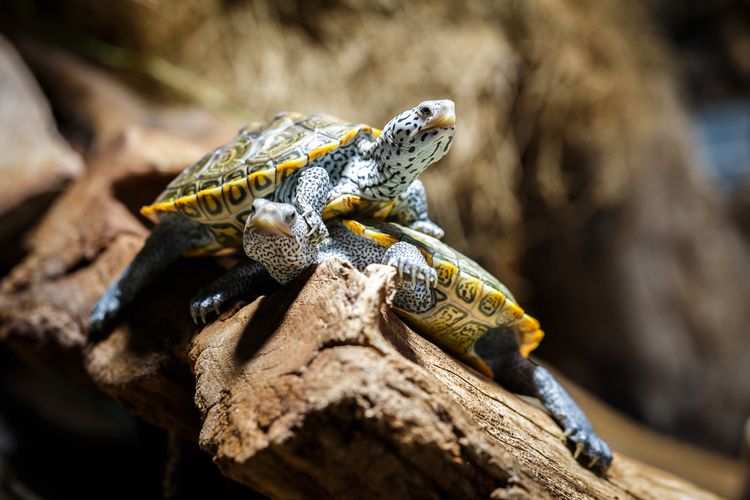 Terrárium szárazföldi teknősöknek