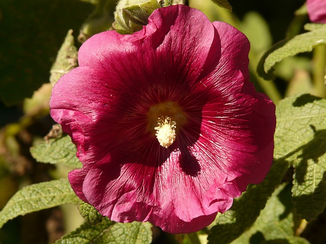 A rózsaszín hibiszkusz gondozása