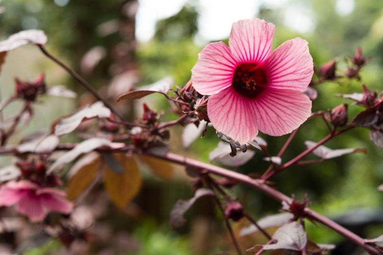 A szudáni hibiszkusz virága és gondozása 