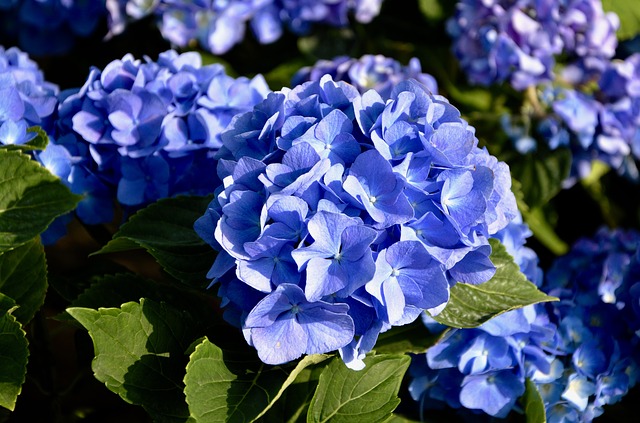 Hortenzia kék virágzattal