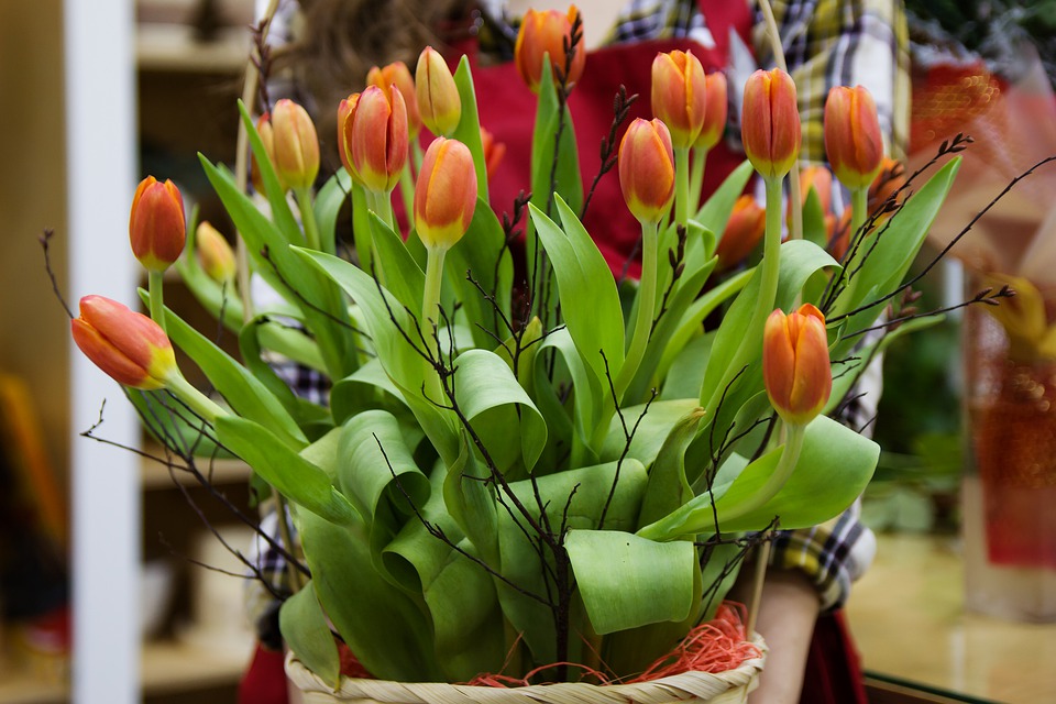 Tulipánok gondozása virágcserépben vagy kertben