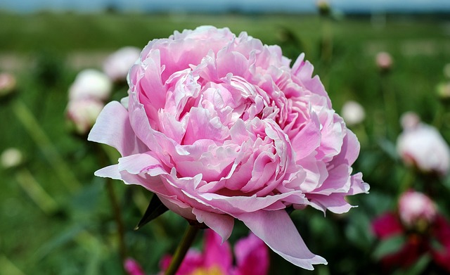 A rózsaszín bazsarózsa virága