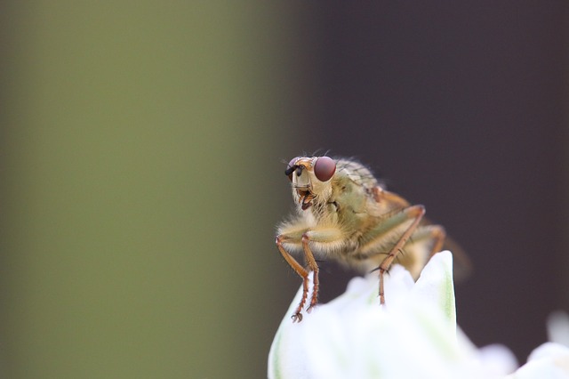 Ecetmuslica - Drosophila