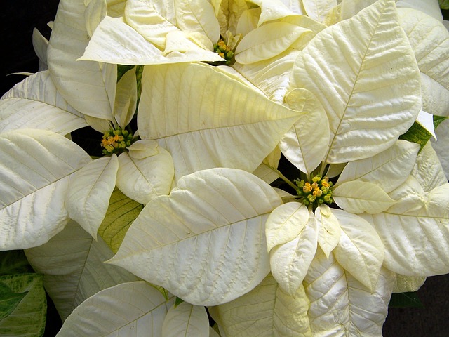Fehér-sárga mikulásvirág