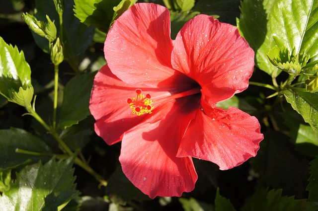 Kínai rózsa, avagy kínai hibiszkusz 