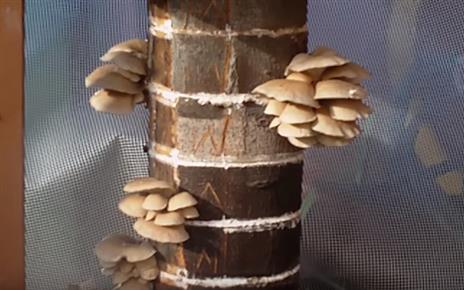Laskagomba termesztése fán