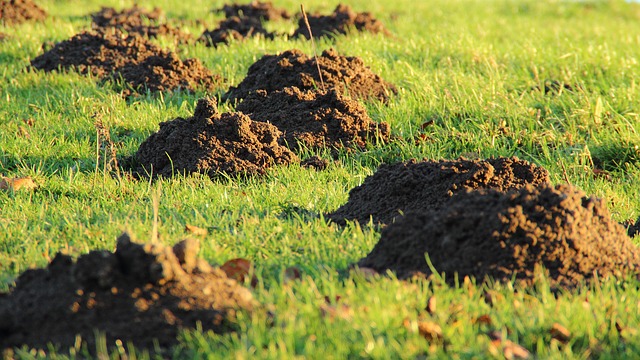 A vakond az erős mellső lábainak köszönhetően a kemény talajon is képes átásni magát. Végeredmény a vakondtúrás. 
