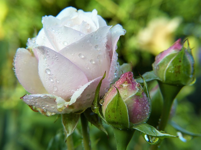Virágzó rózsa a kertben