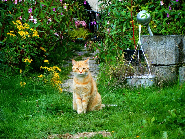 A macska problémát okozhat a kertben 