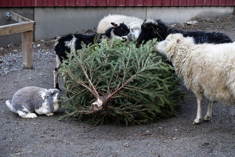 Karácsonyfa élelemként az állatkerti állatoknak