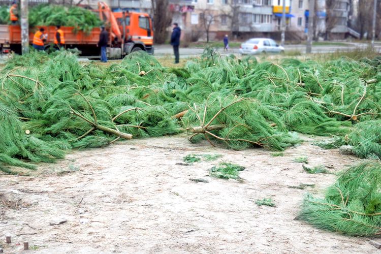 Karácsonyfa gyűjtés a városokban