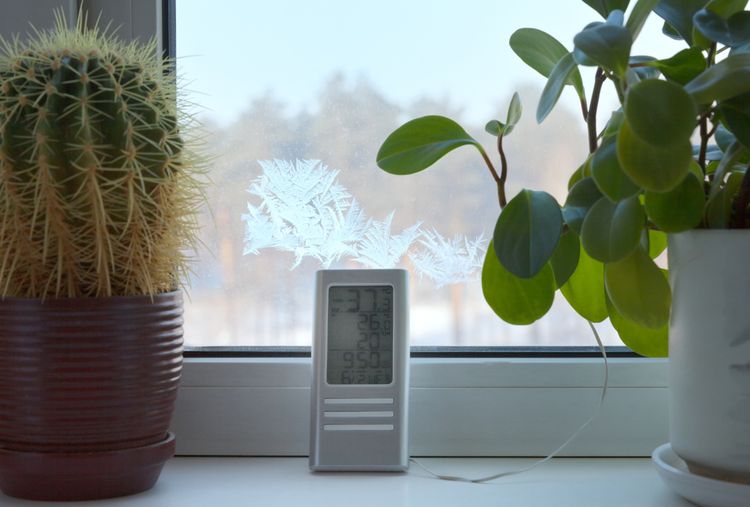 Hogyan téliesítsük a kaktuszokat - hőmérséklet, fény, elhelyezés