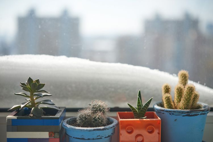 Hová tegyük a kaktuszokat télen?