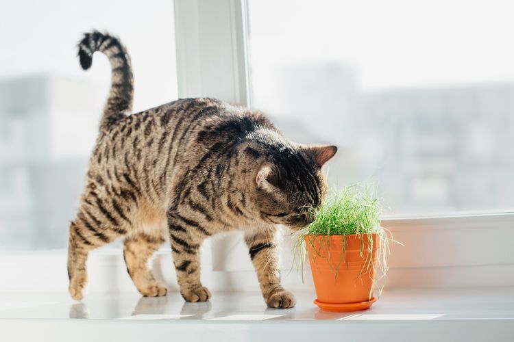 Cserepes növényt szaglászó cica
