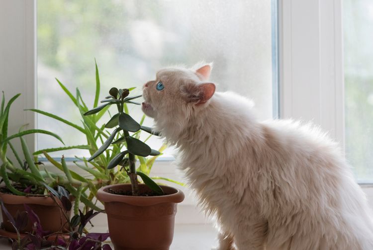 Cserepes növényt evő cica