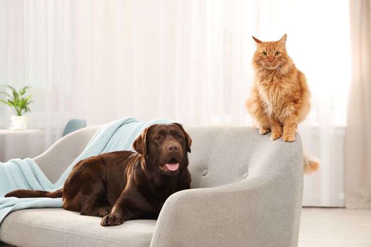 Cica és kutya a kanapén