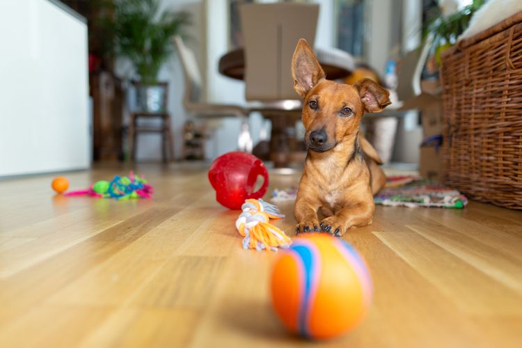 Kis barna kutya játékokkal körülvéve