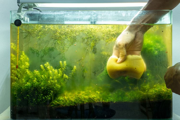 Hogyan távolítsuk el az algákat az akváriumból (zöld alga, fekete, barna, békanyál)?