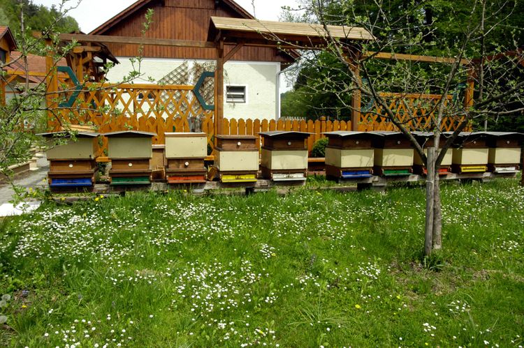 Méhkaptárak egy családi ház kertjében