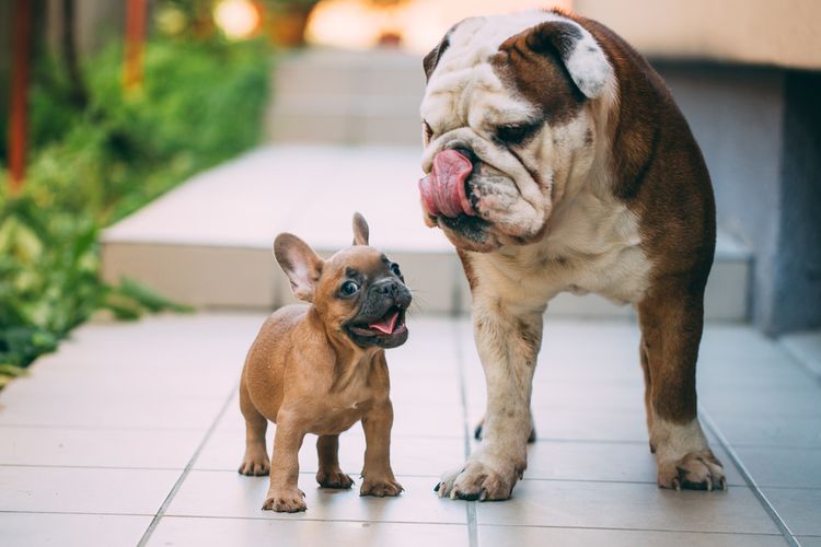 Angol és francia bulldog