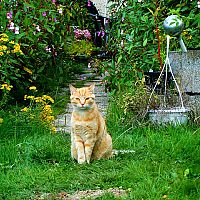 Hogyan űzzük el a macskát a kertből? 