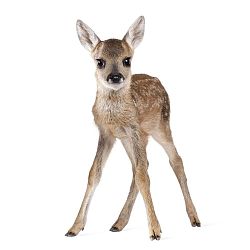 Deer Lucy falmatrica, 55 x 88 cm - Dekornik