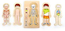 Puzzle - Anatomy Tim