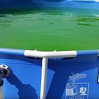 Hogyan szabaduljunk meg a zöld víztől és moszatoktól a medencében? 