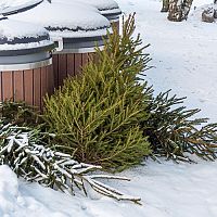 Az élő karácsonyfa felhasználása karácsony után - tüzelőanyag, mulcs vagy dekoráció