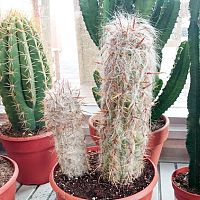 A kaktuszok és szukkulensek teleltetése és téli gondozása