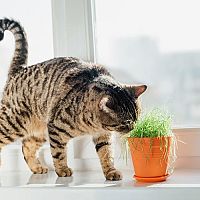 Mérgező növények a macskák számára. Veszélyes az Aloe Vera?