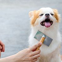 Starostlivosť o srsť psíkov: Výmena srsti, vyčesávanie srsti, správny šampón