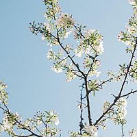 7 tavaszi tipp a gyümölcsfák és bokrok helyes metszéséhez