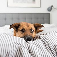 Hagyni vagy nem hagyni a kutyának, hogy az ágyadban aludjon? Összegyűjtöttük az előnyöket és hátrányokat