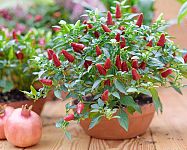 Chilipaprika termesztése cserépben a lakásban, házban vagy a kertben