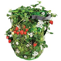 Berry tároló eper és fűszernövények ültetéséhez - Ego Dekor