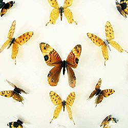 Butterflies sárga 3D hatású 18 darabos falmatrica szett - Ambiance