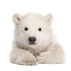 Polar Bear falmatrica, 58 x 55 cm - Dekornik