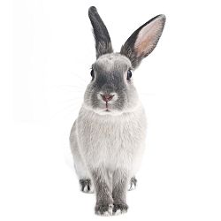 Rabbit Harry falmatrica, 37 x 80 cm - Dekornik