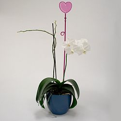 Orchidea pálca, szív, átlátszó lila, 2 db
