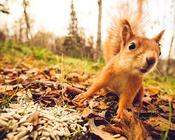 Hogyan lehet megszabadulni a mókusoktól a kertben vagy a padláson?