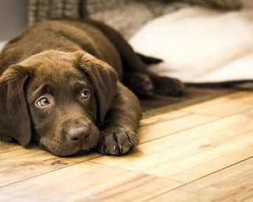 A legjobb padló kutyákhoz - laminált, vinil, parketta, csempe vagy parafa?