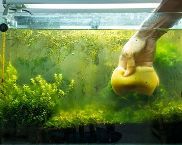 Hogyan távolítsuk el az akváriumból az algát - fekete alga, zöld alga, békanyál. Hogyan kezeljük őket?