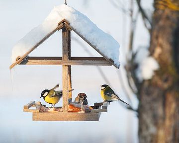 Hogyan készítsünk madáreleséget vagy madáretetőt? Segítünk eldönteni, hogy mivel etessék a madarakat télen