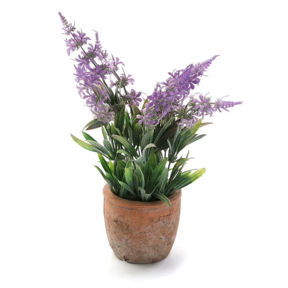 versa lavender